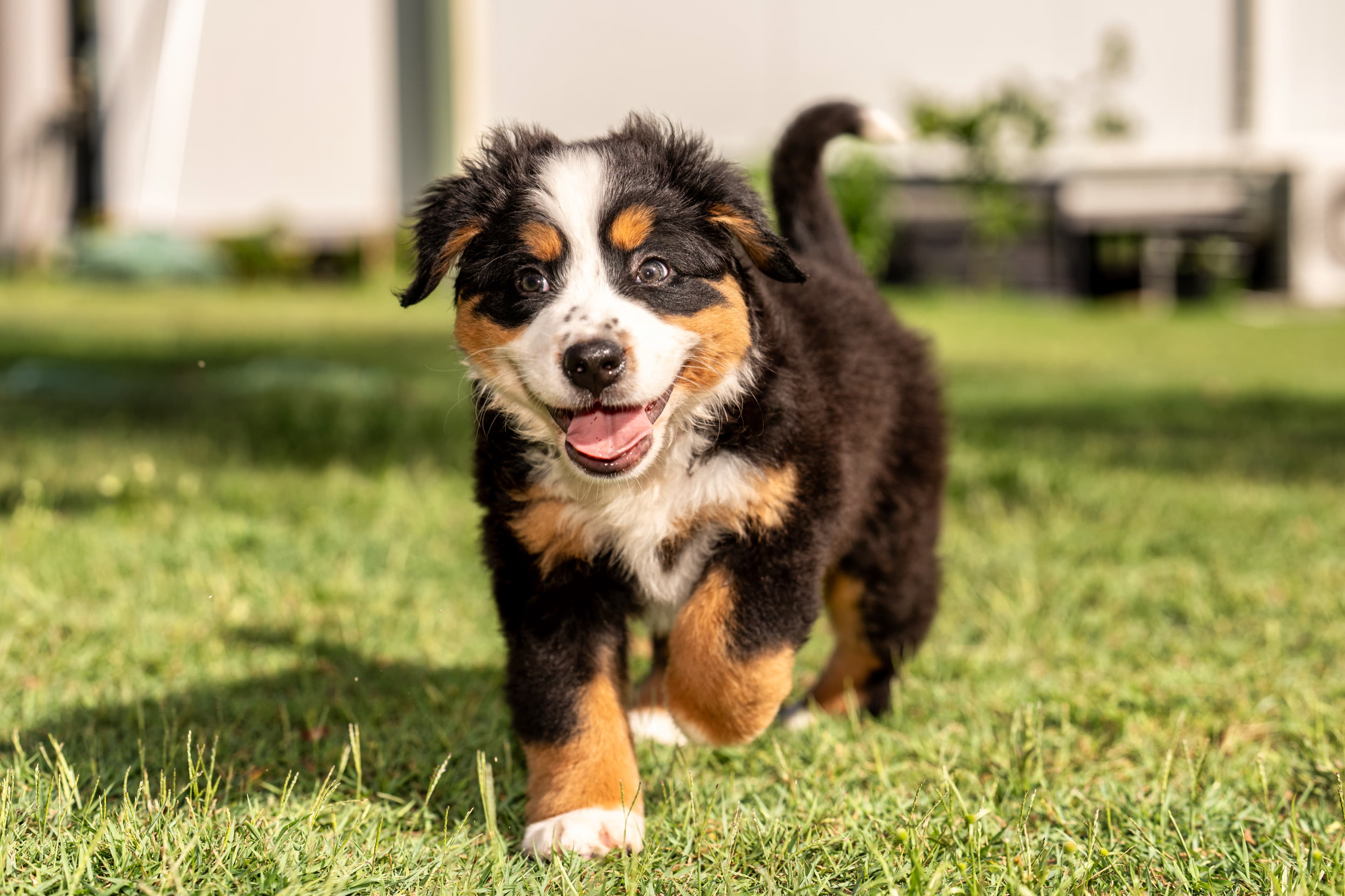 Bernedoodle or Groodle puppy from the Brisbane Bernedoodles and Groodles Australia program