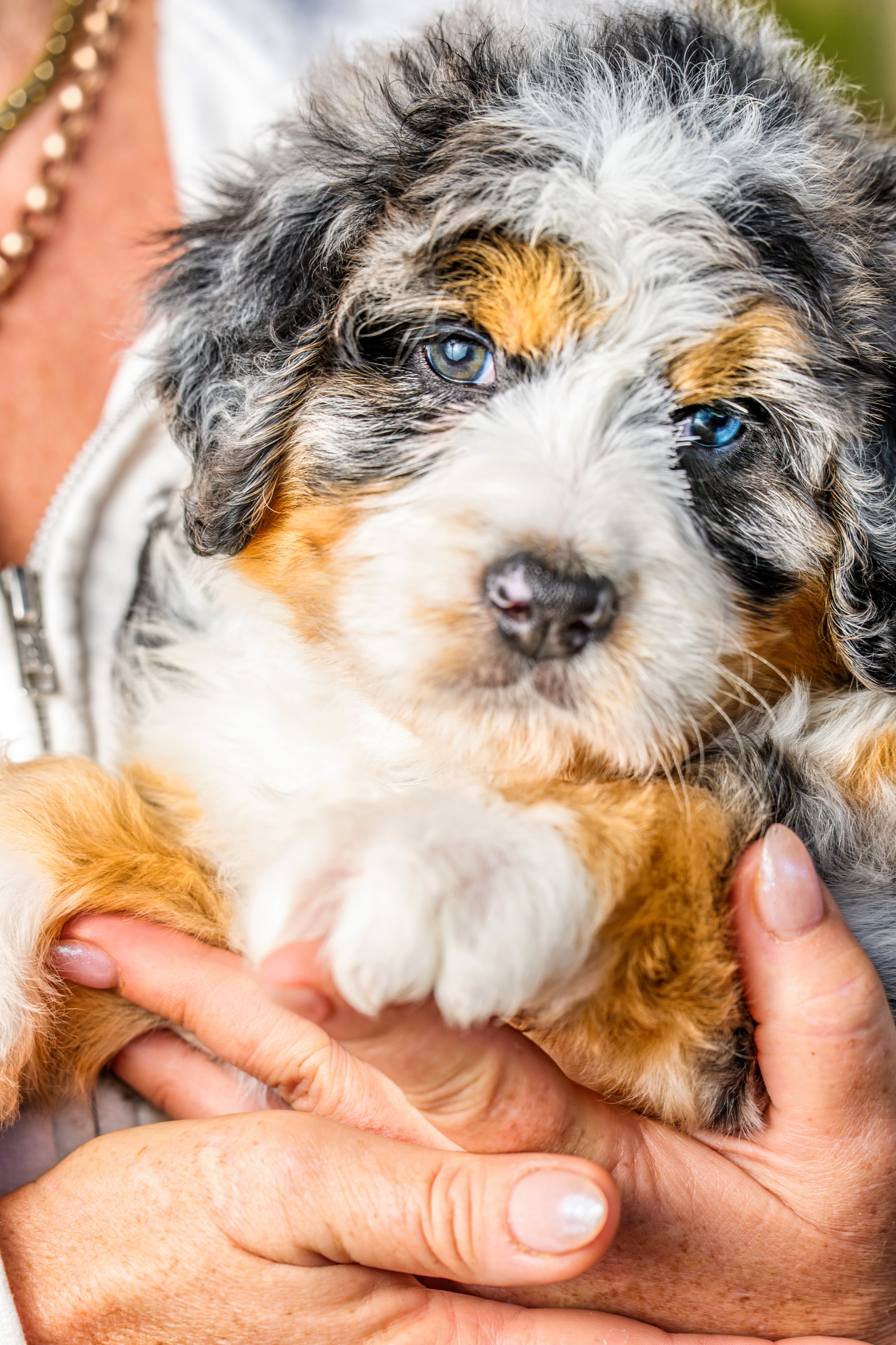 Bernedoodle or Groodle puppy from the Brisbane Bernedoodles and Groodles Australia program