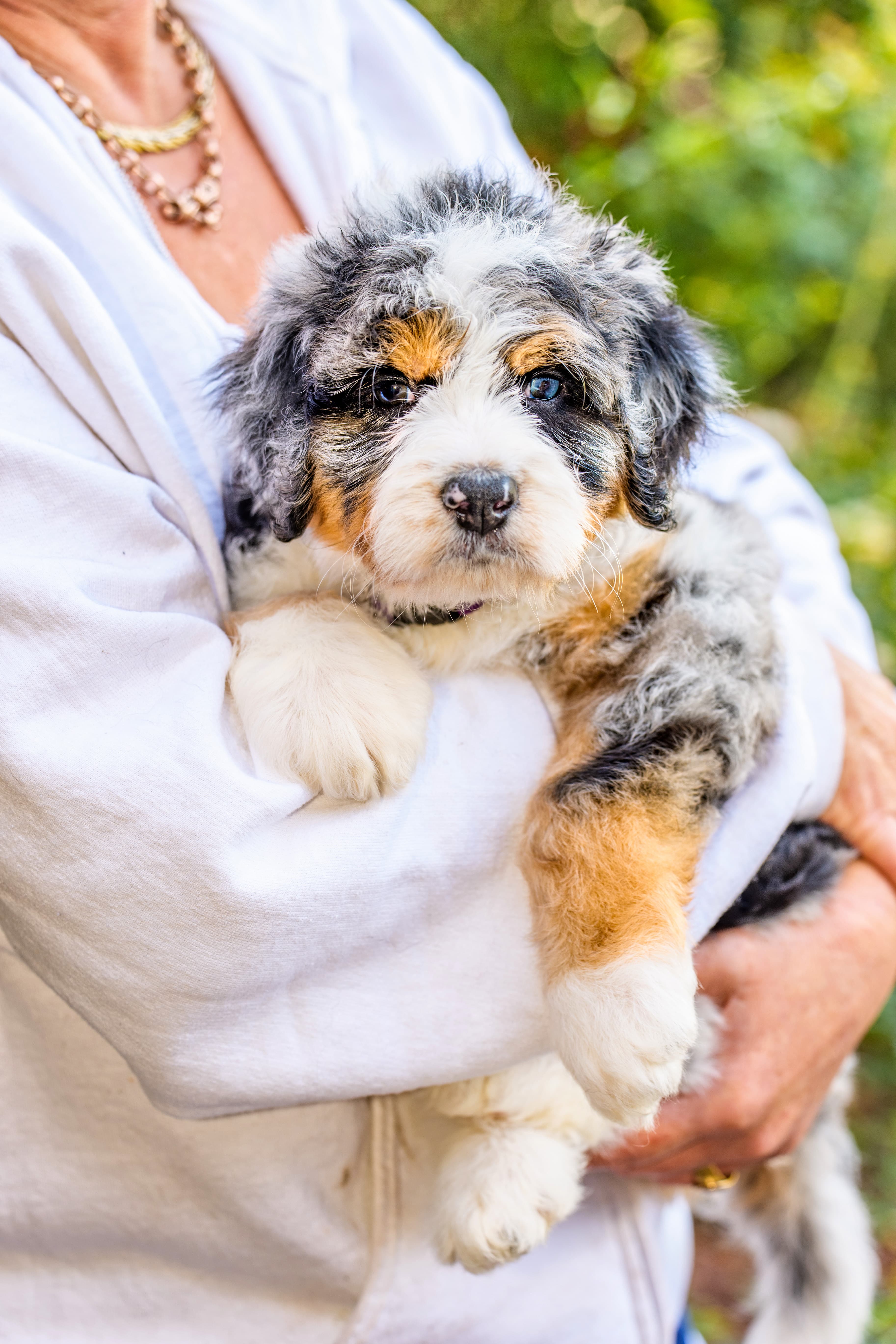 Bernedoodle or Groodle puppy from the Brisbane Bernedoodles and Groodles Australia program