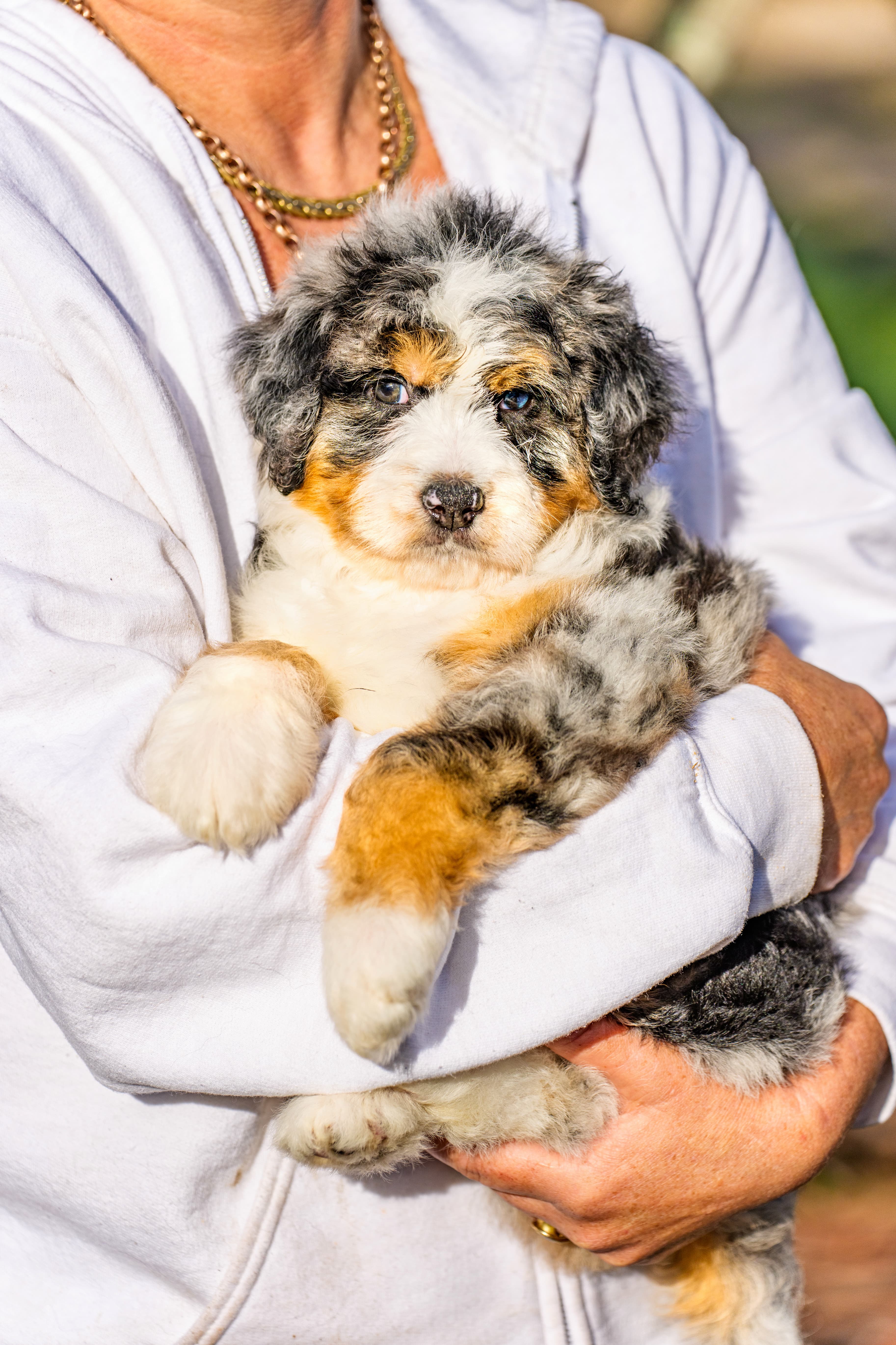 Bernedoodle or Groodle puppy from the Brisbane Bernedoodles and Groodles Australia program