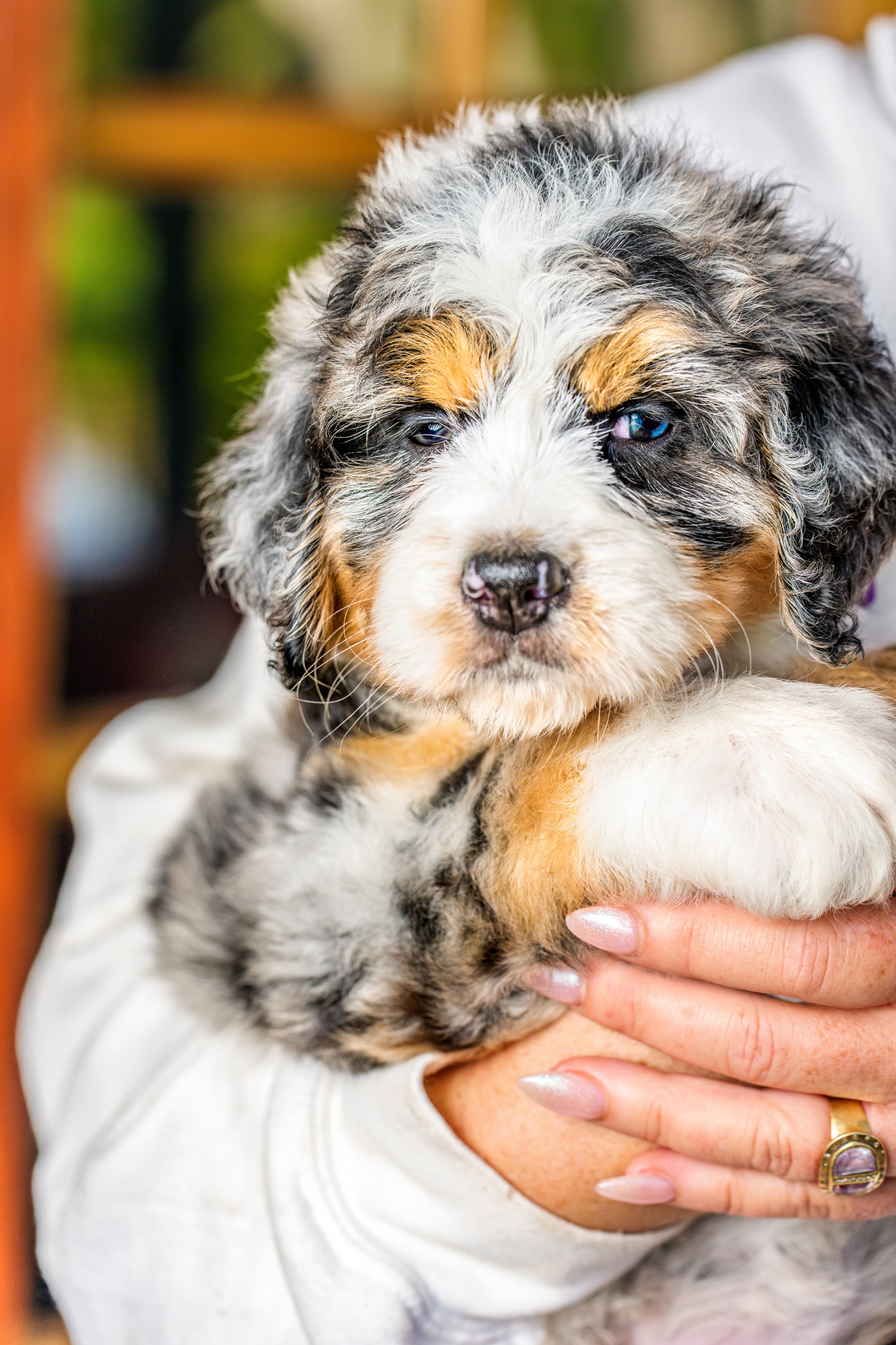 Bernedoodle or Groodle puppy from the Brisbane Bernedoodles and Groodles Australia program