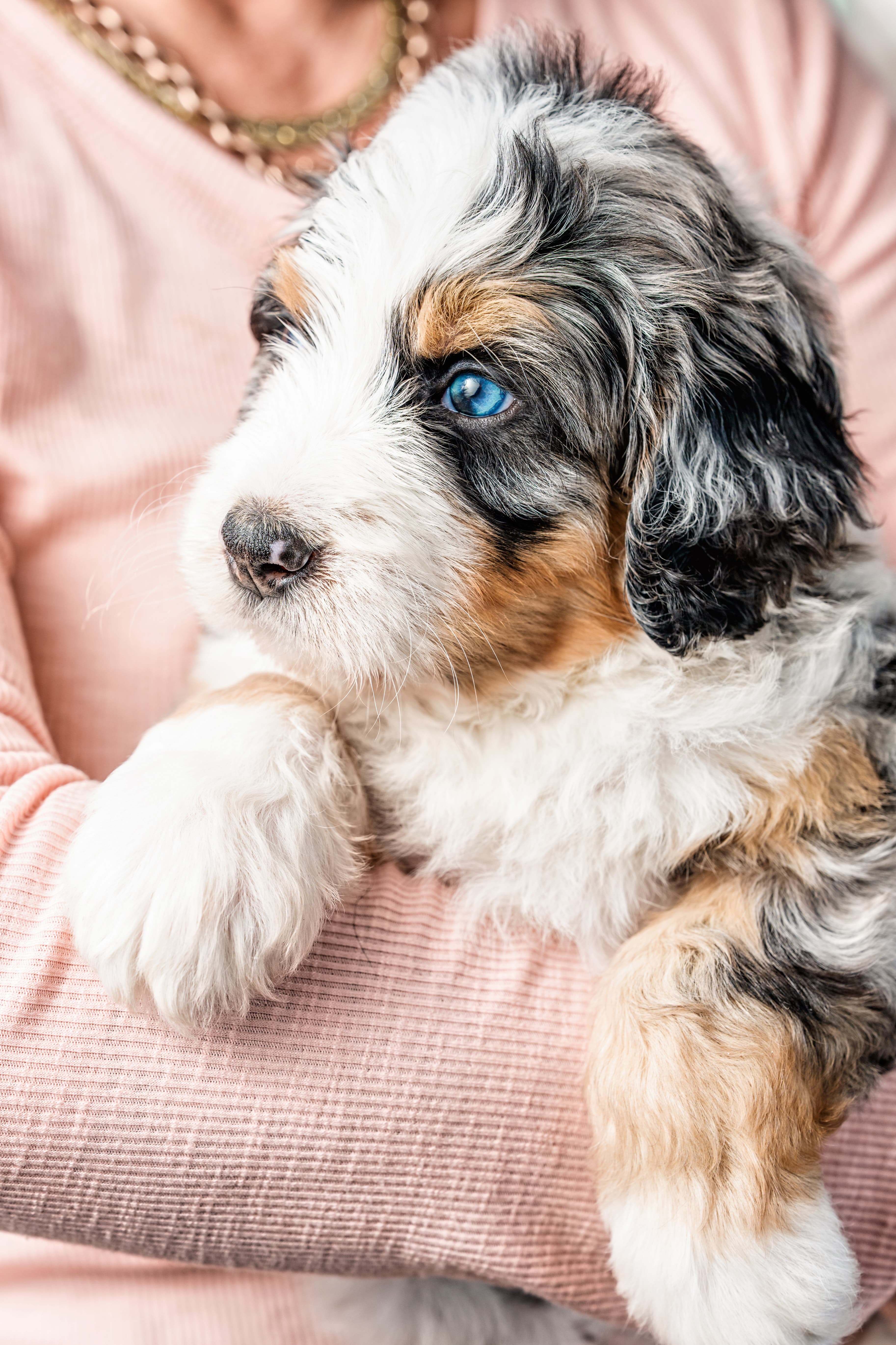 Bernedoodle or Groodle puppy from the Brisbane Bernedoodles and Groodles Australia program