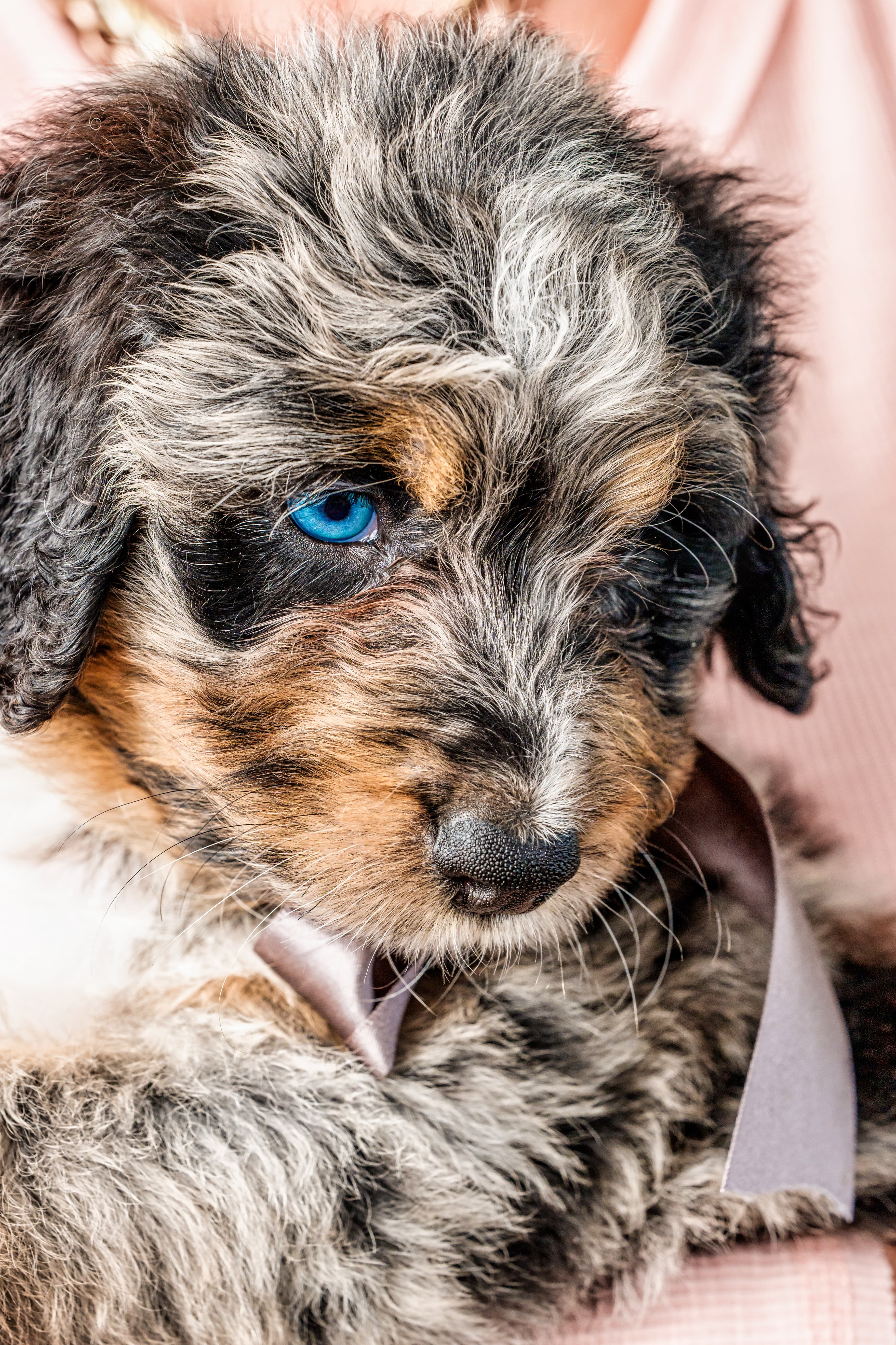 Bernedoodle or Groodle puppy from the Brisbane Bernedoodles and Groodles Australia program