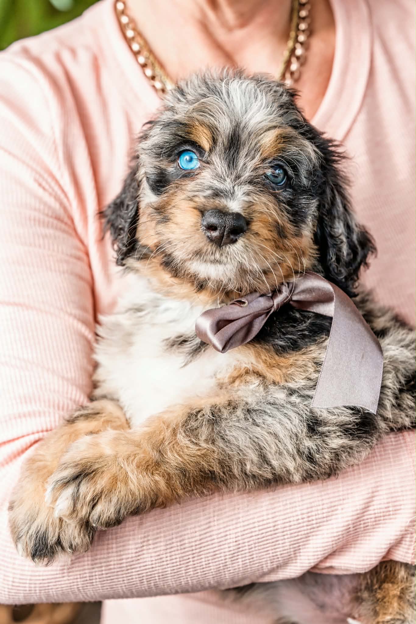 Bernedoodle or Groodle puppy from the Brisbane Bernedoodles and Groodles Australia program