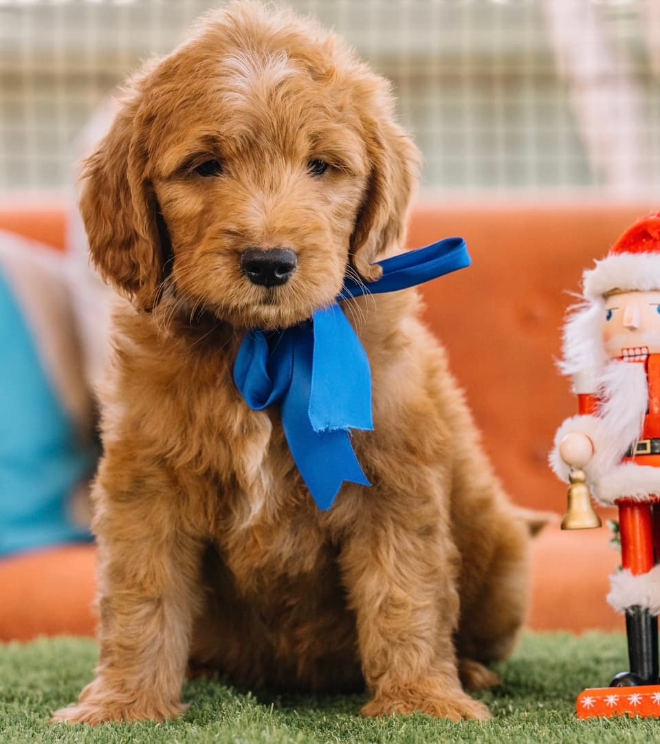 Bernedoodle or Groodle puppy from the Brisbane Bernedoodles and Groodles Australia program
