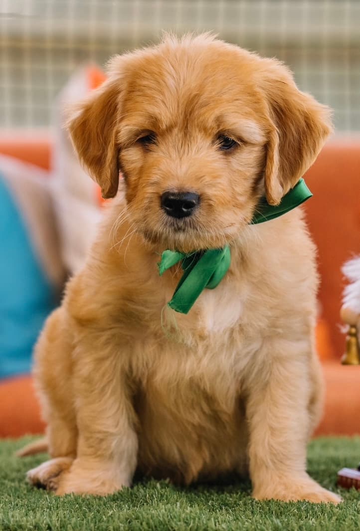 Bernedoodle or Groodle puppy from the Brisbane Bernedoodles and Groodles Australia program
