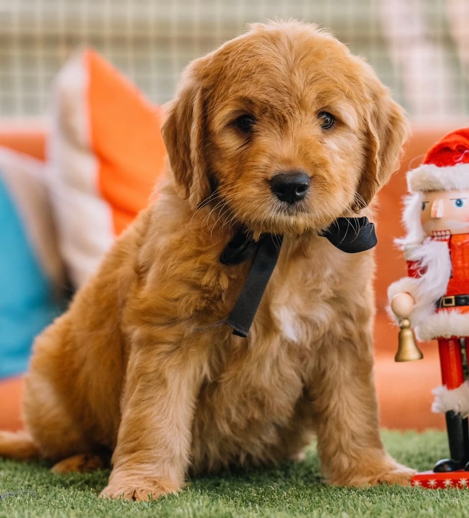 Bernedoodle or Groodle puppy from the Brisbane Bernedoodles and Groodles Australia program