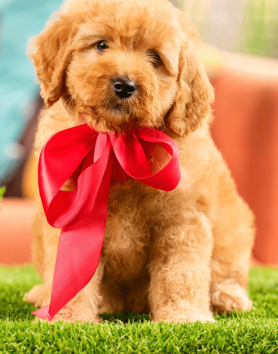 Bernedoodle or Groodle puppy from the Brisbane Bernedoodles and Groodles Australia program